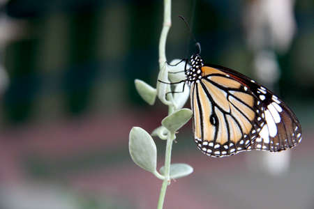 Butterfly on leavesの写真素材