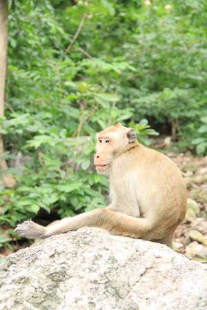 monkey in the parkの写真素材