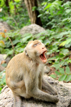 gape sleepy monkey in forestの写真素材