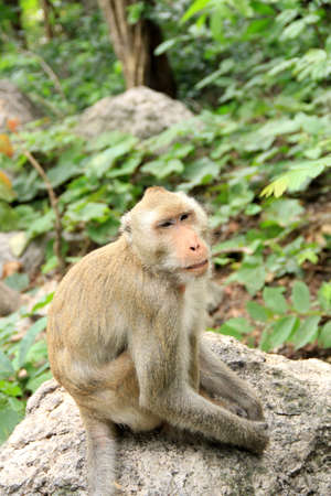 Thai monkey in forestの写真素材