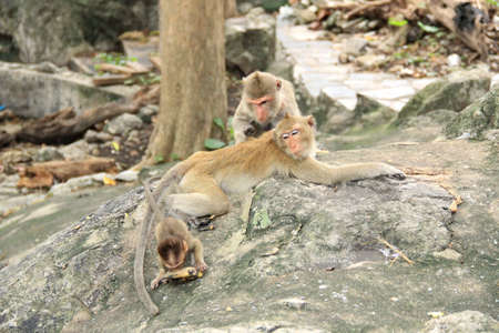 family monkey in forestの写真素材
