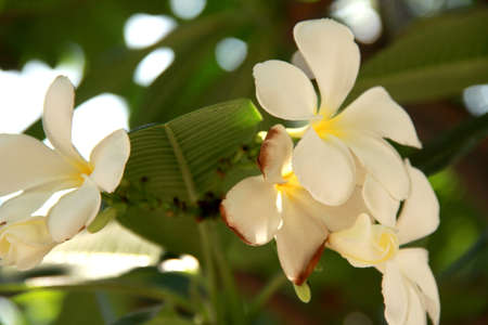 Plumeria Flower. white flower.flowers in natureの写真素材