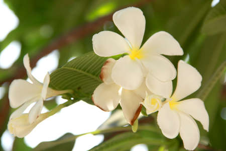 Beautiful white flower in thailand, Lan thom flowerの写真素材