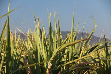 Sugarcane field in sunset sky  in Thailandの写真素材