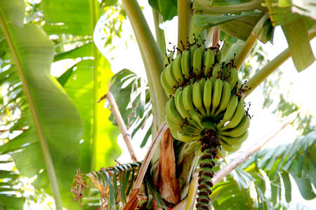 fresh banana on plantの写真素材