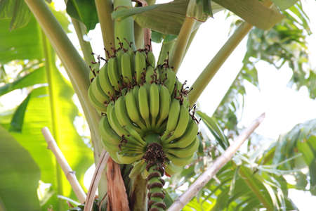 Green bananas hanging on tree closeupの写真素材