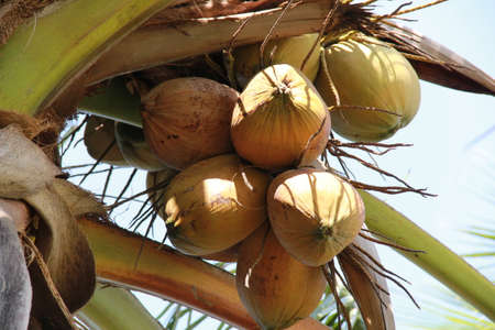 Coconut cluster on coconut treeの写真素材