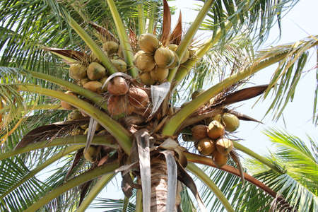 Close up of coconut palm tree