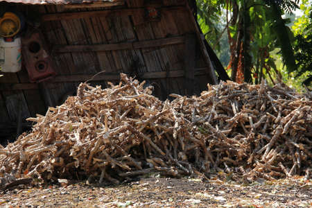 Prepared pile of cassava trees  for plantingの写真素材