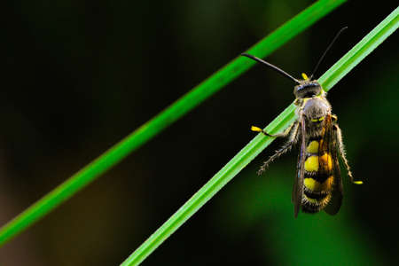 Beeの写真素材