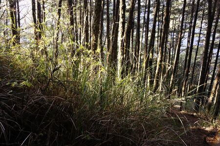 The Forestの写真素材