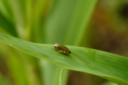 Green frogの写真素材