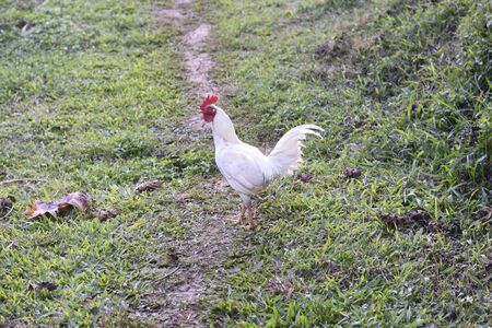 white chickenの写真素材