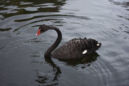 black swanの写真素材
