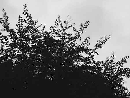 branch of plant with dark leaves on the white sky backgroundの写真素材