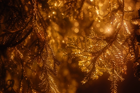 christmas treeの写真素材