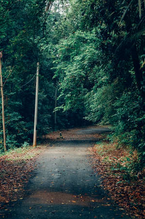 Forest road