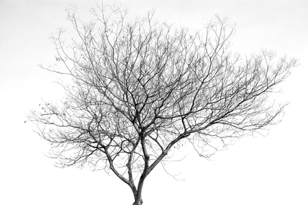tree branches silhouette isolated on white backgroundの写真素材