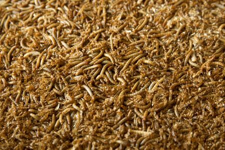 Many living Mealworm larvae suitable as Food