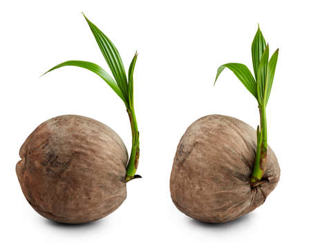 Coconut sprout isolated on white background.