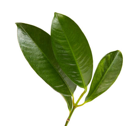 Mangosteen leaf isolated on white backgroundの写真素材