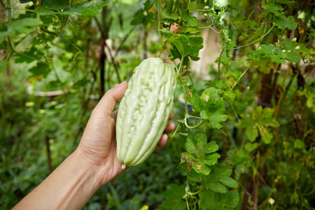 Bitter guard in a organic farmの写真素材