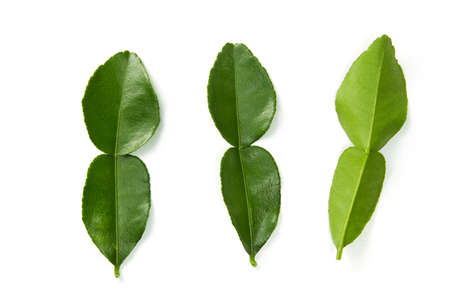 Citrus hystrix and green leaf on isolated white background.
