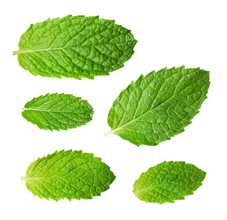 Fresh raw mint leaves isolated on white backgroundの写真素材