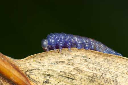 Purple Color Caterpillarの写真素材