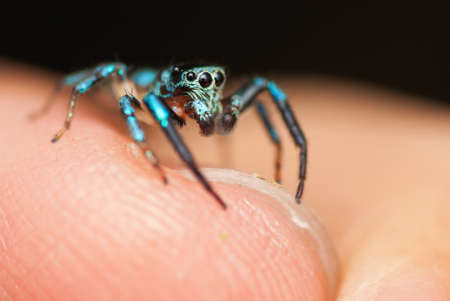 A Jumping Spider With Metalic Blue Color on my hand
