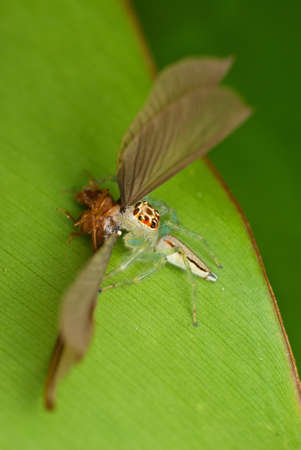 Jumping Spider With Preyの写真素材