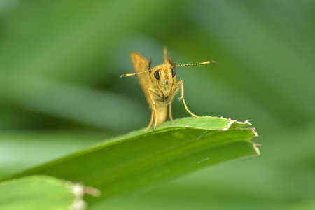 Skipperの写真素材