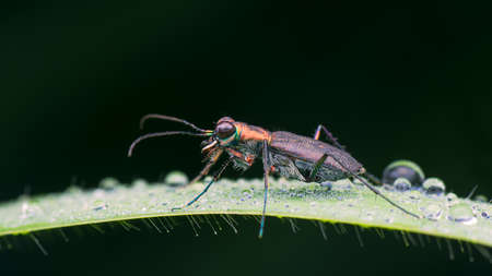 Tiger Beetleの写真素材