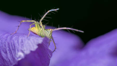 Lynx Spiderの写真素材