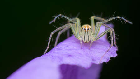 Lynx Spider nymph