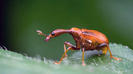 Giraffle Weevilの写真素材