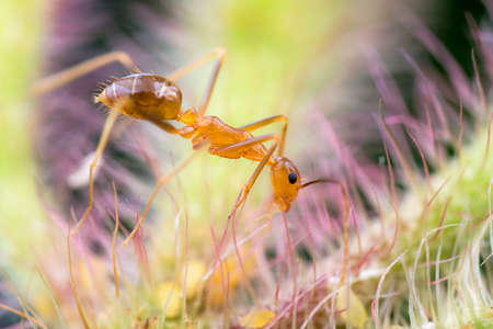 Tiny Antの写真素材
