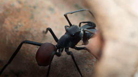Mimic Ant Spiderの写真素材