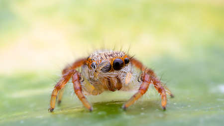 Macro of Spider