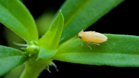 Macro of Shield bugの写真素材