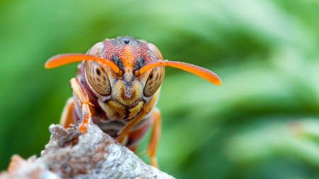 Macro of Spiderの写真素材