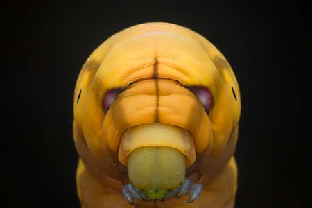 Macro of caterpillarの写真素材