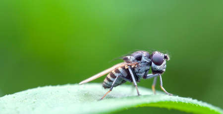 Macro of fly nymphの写真素材