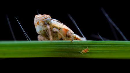 Macro of plant hopperの写真素材