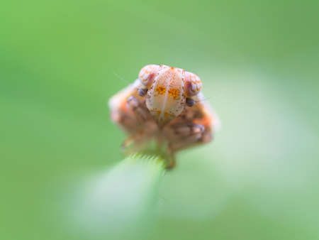 Macro of plant hopperの写真素材