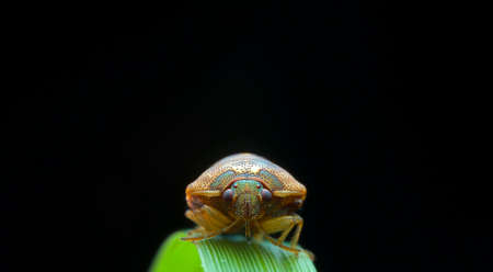 Macro of Shield bugの写真素材