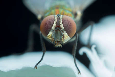 Macro of fly nymphの写真素材