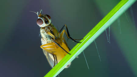 Macro of fly nymphの写真素材