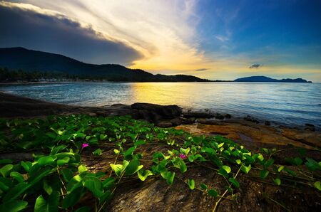 Evening Sea and grass on the beach with sunsetの写真素材
