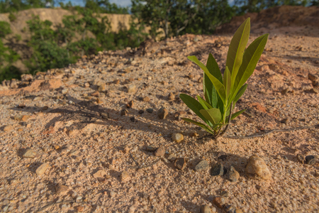 Trees growing on sandの写真素材